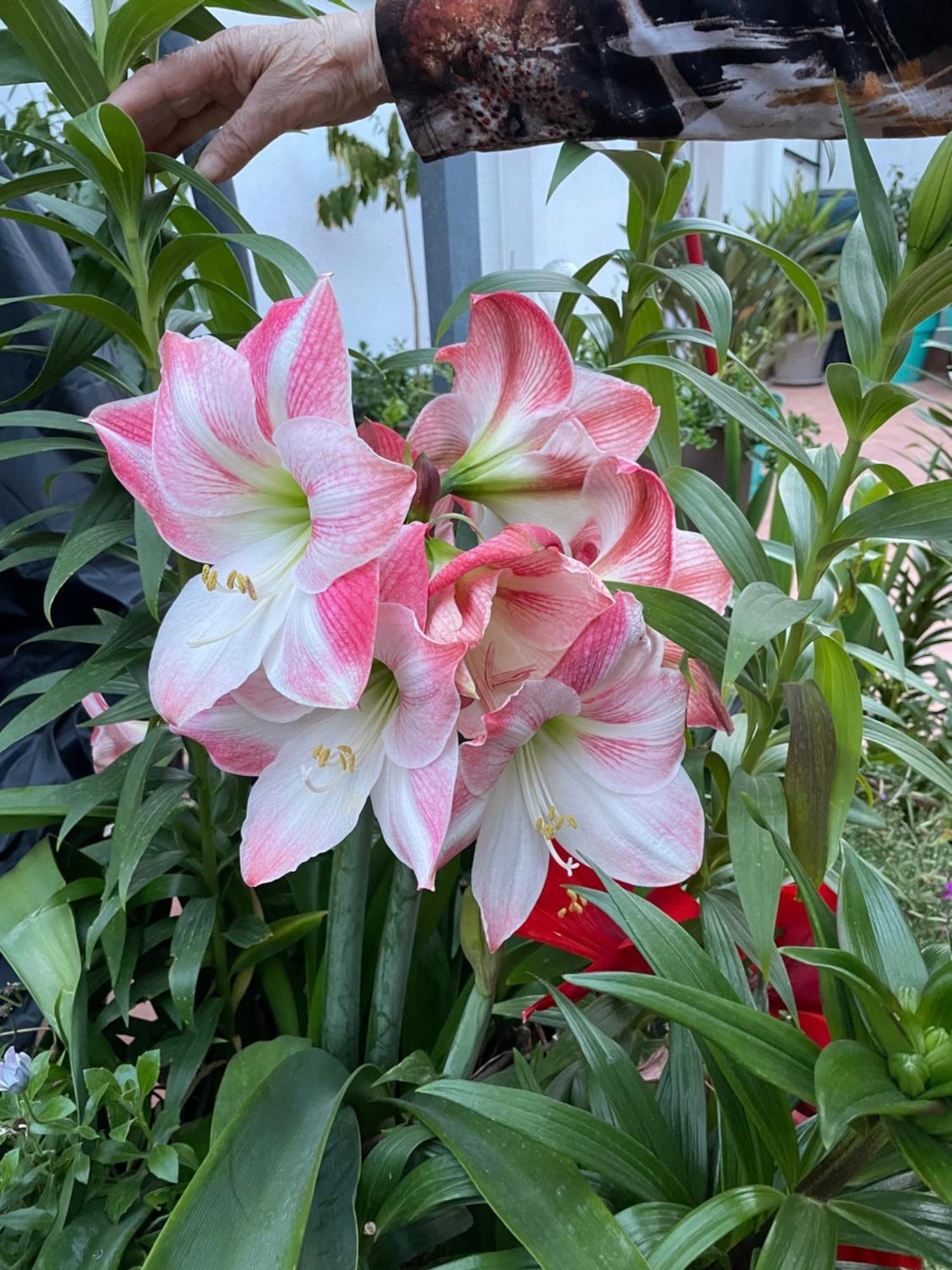 דירות Figueres Center מראה חיצוני תמונה
